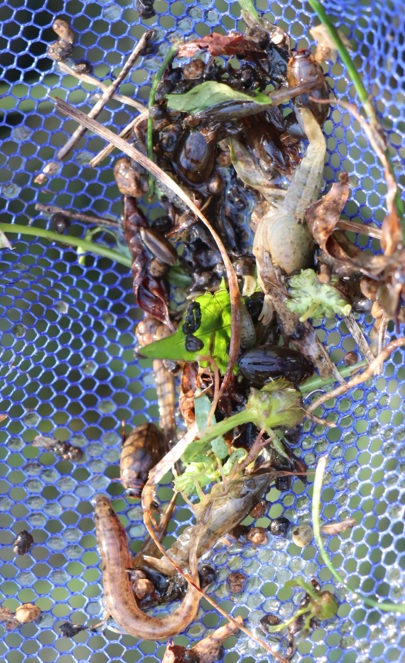 ヒメゲンゴロウ、マメゲンゴロウ、ドジョウ、アメリカザリガニ、スジエビ_タガメの里 タガメの命をつなぐ用水路_2022年9月29日13時5分頃_気温29度